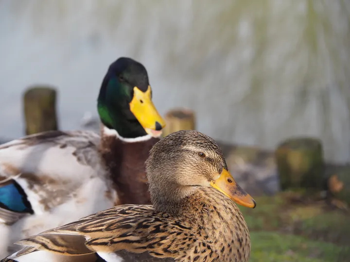 Lens Polder Petting zoo in Newport (Belgium)